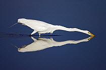Great egret (Ardea alba) fishing, reflected in water. Ding Darling National Wildlife Refuge, Sanibel Island, Florida, USA.