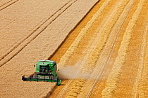 Combine harvester harvesting cereal crop. Maiden Castle, Dorset, England. August 2010.