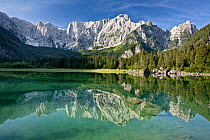 Julian Alps and coniferous forests of Planica valley reflected in lake. Zelenci Springs Nature Reserve, Slovenia. July 2007.