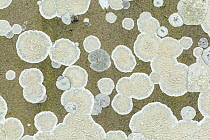 Parelle (Ochrolechia parella) lichen on gravestone. Unst, Shetland Islands, Scotland, UK. August.