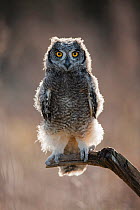 African spotted eagle owl (Bubo africanus) chick perched on branch, portrait. Captive.