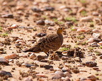 Chestnut-bellied Sandgrouse ( Pterocles exustus), male with wel lcamouflaged chicks on stoney ground, Rajasthan, India, July