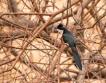 Pied cuckoo (Clamator jacobinus), Ranthambhore National Park, Rajasthan, India
