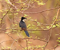 Pied cuckoo (Clamator jacobinus), Ranthambhore NP, Rajasthan, India