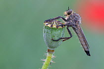 Robberfly (Eutolmus rufibarbis) on Poppy (Papaver sp) seedhead, covered in dew. De Inslag, Brasschaat, Belgium. June.