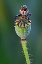 Robberfly (Eutolmus rufibarbis) on top of dew covered Poppy (Papaver sp) seedhead. De Inslag, Brasschaat, Belgium. June.