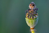 Robberfly (Eutolmus rufibarbis) on top of dew covered Poppy (Papaver sp) seedhead. De Inslag, Brasschaat, Belgium. June.