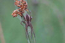 Raft spider (Dolomedes fimbriatus) with web on Rush (Juncus sp). Klein Schietveld, Brasschaat, Belgium. September.