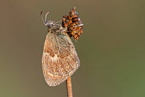 Small heath butterfly (Coenonympha pamphilus), wings covered with dew droplets. Klein Schietveld, Brasschaat, Belgium