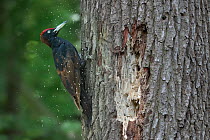 Black woodpecker (Dryocopus martius) feeding with wood chips flying, on tree trunk. Peerdsbos, Brasschaat, Belgium. May.