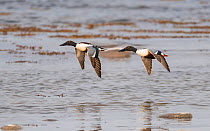 Shoveler (Anas clypeata), two males in flight along shoreline. Uto, Pargas, Finland. May.