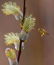 Honey bee (Apis mellifera) with laden pollen sacs flying towards Pussy willow (Salix caprea) catkins. Jyvaskyla, Central Finland. April.
