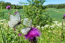 Black-veined white (Aporia crataegi) butterfly pair, in flight and nectaring on Thistle. Jyvaskyla, Central Finland. June.