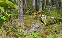 Silver-washed fritillary (Argynnis paphia) butterfly pair mating in flight, in woodland. Jyvaskyla, Central Finland. July.