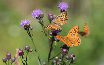 Silver-washed fritillary (Argynnis paphia) butterfly pair, female on Thistle flower, male in flight. Lielahti, Aboland, Finland. July.