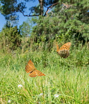 Silver-washed fritillary (Argynnis paphia) butterfly, pair flying in grassland. Lielahti, Aboland, Finland. July.