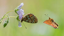 Pearl-bordered fritillary (Boloria euphrosyne) butterfly, pair, in flight and nectaring. Jyvaskyla, Central Finland. June.