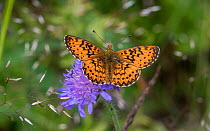 Titania&#39;s fritillary (Boloria titania) butterfly, male resting on Scabious flower. Kitee, North Karelia, Finland. July.