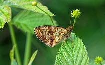 Lesser marbled fritillary (Brenthis ino) butterfly resting on leaf. Luhanka, Central Finland. June.