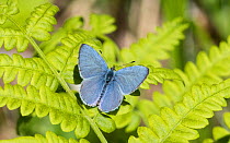 Holly blue (Celastrina argiolus) butterfly, male on Fern. Jyvaskyla, Central Finland. May.