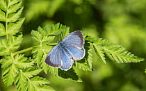 Holly blue (Celastrina argiolus) butterfly, female on leaf. Jyvaskyla, Central Finland. May.