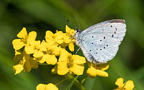 Holly blue (Celastrina argiolus) butterfly, female nectaring. Jyvaskyla, Central Finland. May.