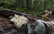 White coral fungus (Clavulina cristata) on log in woodland. Jyvaskyla, Central Finland. September.
