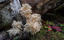 White coral fungus (Clavulina cristata). Jyvaskyla, Central Finland. September.