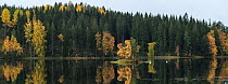 Whooper swan (Cygnus cygnus), two on lake, coniferous forest on shore. Heinola, Paijat-Hame, Finland. October.