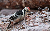 White-backed woodpecker (Dendrocopos leucotos) male feeding, on frost covered log. Petajavesi, Western Finland. January.