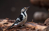 White-backed woodpecker (Dendrocopos leucotos) female on log. Jamsa, Central Finland. January.