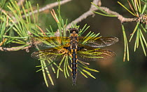 Eurasian baskettail dragonfly (Epitheca bimaculata) female resting. Jyvaskyla, Central Finland.June.