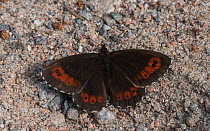 Arran brown (Erebia ligea) butterfly resting on sand. Jyvaskyla, Central Finland. July.