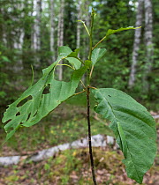 Brimstone (Gonepteryx rhamni) caterpillar, two feeding on Alder buckthorn (Frangula alnus) sapling. Joutsa, Central Finland. June.