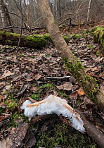Hair ice crust fungus (Exidiopsis effusa) in woodland. Jyvaskyla, Central Finland. November.