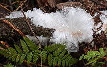 Hair ice crust fungus (Exidiopsis effusa). Jyvaskyla, Central Finland. November.