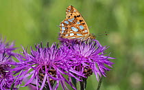 Queen of Spain fritillary (Issoria lathonia) butterfly nectaring on Knapweed. Pargas, Aboland, Finland. July.