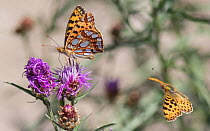 Queen of Spain fritillary (Issoria lathonia) butterfly, two, one nectaring, the other in flight. Pargas, Aboland, Finland. July.