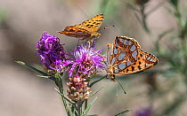 Queen of Spain fritillary (Issoria lathonia) butterfly, two nectaring on Knapweed. Pargas, Aboland,Finland. July.