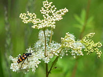 Four-banded longhorn beetle (Leptura quadrifasciata) on Meadowsweet (Filipendula ulmaria). Jyvaskyla, Central Finland. July.