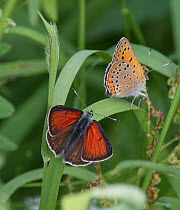Purple-edged copper (Lycaena hippothoe) butterfly pair, female above, male below. Luhanka, Central Finland. June.