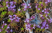 Large blue (Maculinea arion) butterfly nectaring on Thyme (Thymus sp). Liperi, North Karelia, Finland. July.