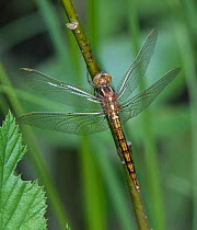 Keeled skimmer dragonfly (Orthetrum coerulescens) female resting on stem. Joutsa, Central Finland. June.