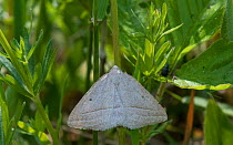 Brown silver-line (Petrophora chlorosata) moth. Joutsa, Central Finland. June.