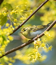 Wood warbler (Phylloscopus sibilatrix) perched on branch amongst blossom. Pargas, Aboland, Finland. May.
