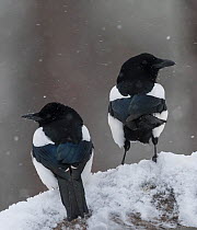 Eurasian magpie (Pica pica) two standing in snow, looking in opposite directions. Kuusamo, Northern Ostrobothnia, Finland. February.