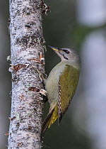 Grey-headed woodpecker (Picus canus) female on tree trunk. Jamsa, Central Finland. January.
