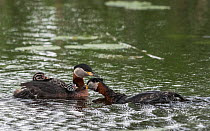 Red-necked grebe (Podiceps grisegena) pair with chicks, adult feeding chick on mate&#39;s back. Jyvaskyla, Central Finland. June.