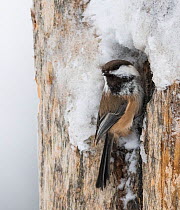Siberian tit (Poecile cinctus) on snowy tree trunk. Kuusamo, Northern Ostrobothnia, Finland. February.