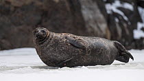 Saimaa ringed seal (Pusa hispida saimensis) hauled out on ice, one of around 410 individuals of this endemic species remaining. Lake Saimaa, Finland. May 2019.